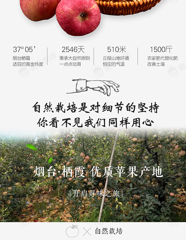 烟台苹果详情设计