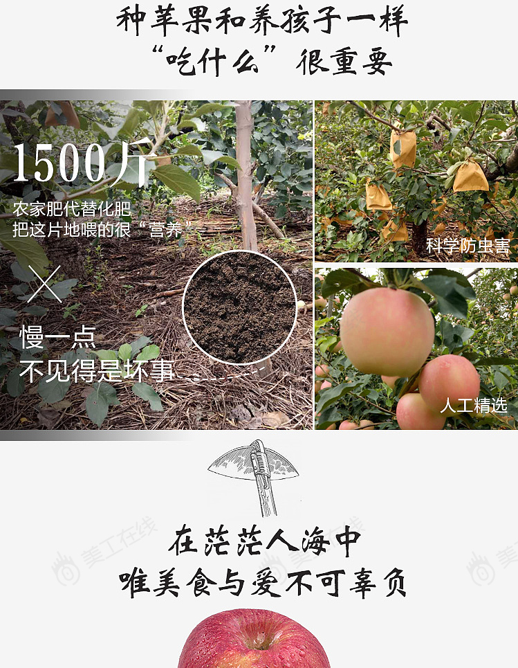 烟台苹果详情设计