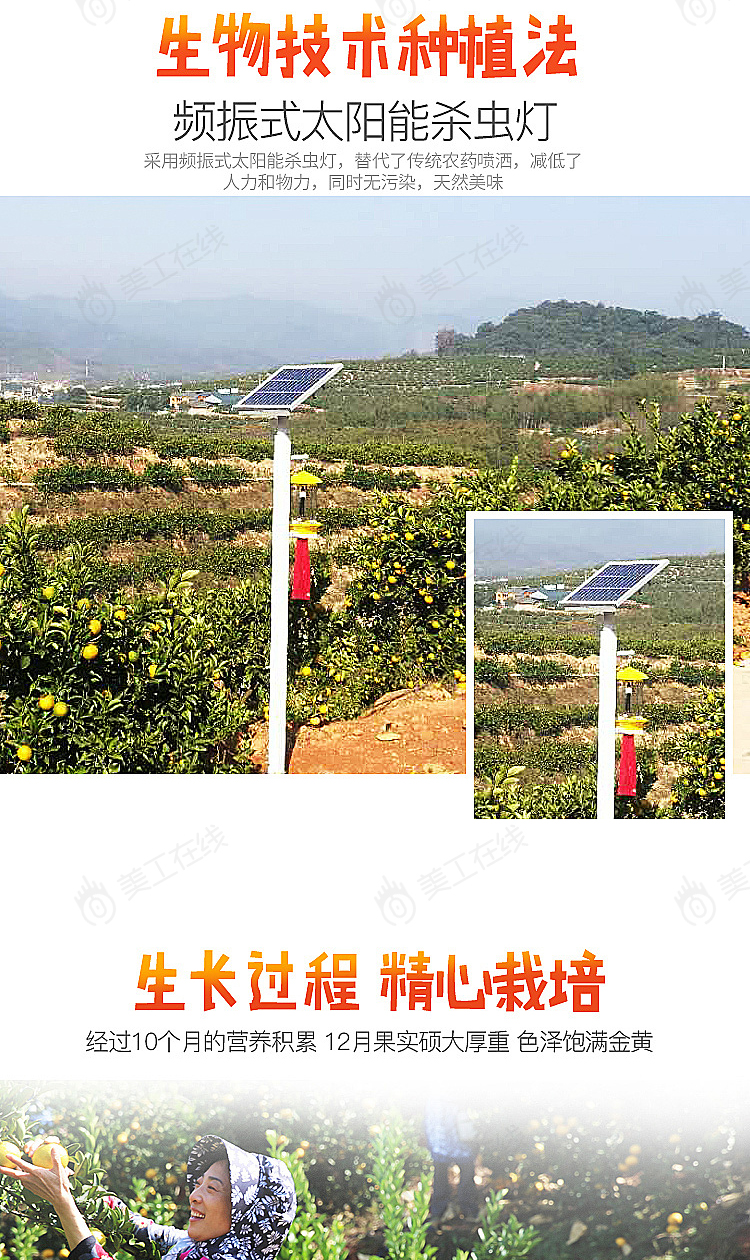 橘柚详情设计