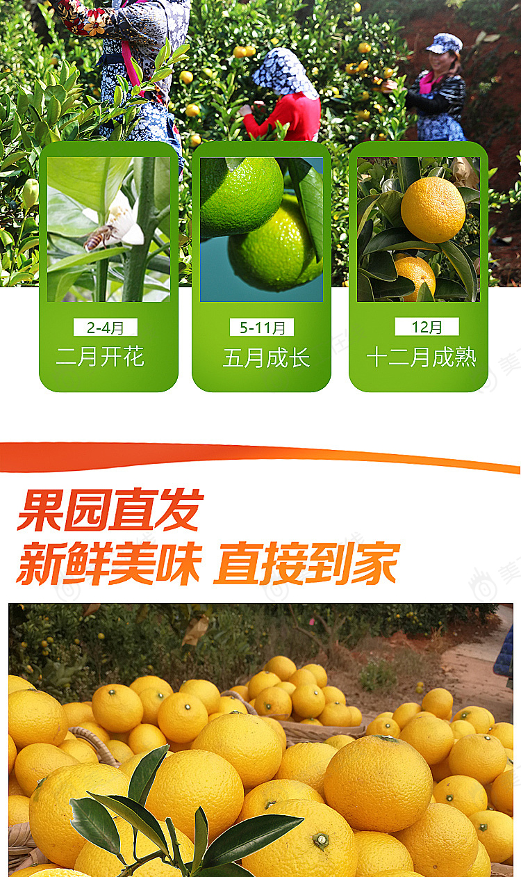 橘柚详情设计