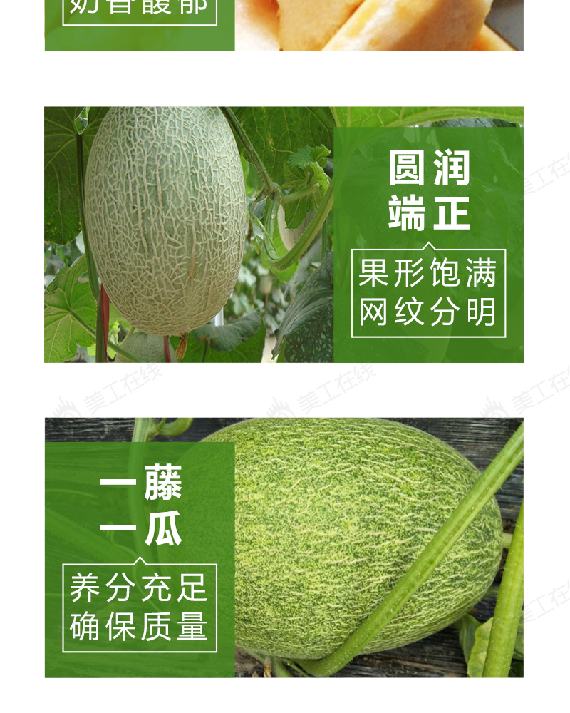 美丽脆甜瓜详情设计